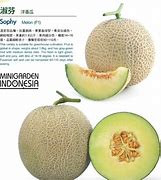 Melon Jepang Di Indonesia